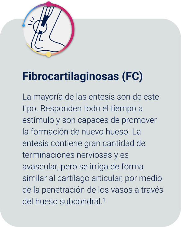 Fibrocartilaginosas (FC) 1